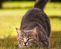 宠物猫价格排行榜：宠物猫一般多少钱一只？你家喵星人身价多少？