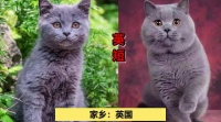 各种常见宠物猫大全，你认识哪些 猫知识 宠物猫 家有萌喵