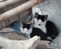 喂养宠物猫的建议