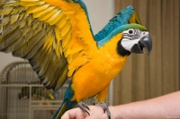 「鹦鹉控专属」家养鹦鹉品种大盘点，这些宠物你知道吗？