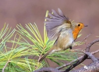 极其罕见的世界十大爱情鸟之一欧亚鸲
