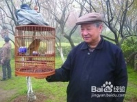 怎样选择宠物鸟