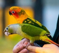 鸟是非常特别的家庭宠物。你应该为你的孩子们养宠物鸟吗