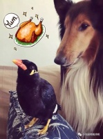 【图片】笼养宠物鸟的饲养及管理【鹩哥吧】