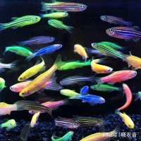 什么鱼好养活还好看