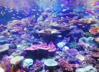 怎么在家里养好宠物鱼