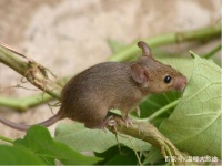 宠物小知识：家鼠、荷兰猪、毛丝鼠，有没有计划养一只来看看吧