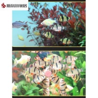 【家养小鱼观赏鱼小型】家养小鱼观赏鱼小型品牌、价格