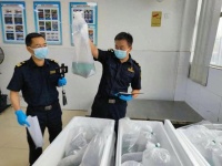 17万条“宝莲灯鱼”被海关查获