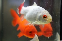 女生带宠物鱼求医：探索宠物医疗服务的边界