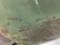 广州海关查获“宝莲灯鱼”17万条！系外来物种违规进境