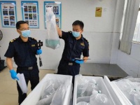 广州海关查获“宝莲灯鱼”17万条