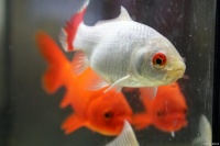 没鱼粮的情况下，用什么喂鱼好？