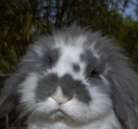 猫猫兔的那些可爱的趣知识，你get到了吗