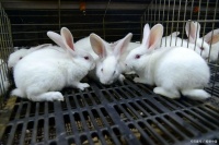 宠物兔子哪个品种好？宠物兔子：选择适合你的品种