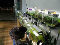 宠物鱼生意：一个充满乐趣和利润的创业机会！