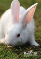 宠物兔肢体语言表达的含义