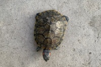 世界十大最受欢迎的宠物龟 热门宠物龟盘点 “巴神”位列第一