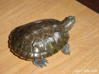 喜欢乌龟的看过来，这四类宠物龟，相信有一类适合你
