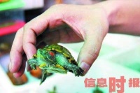 巴西龟当宠物可能惹大祸 列为世界最危险入侵物种