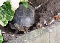 残忍！德主人给宠物龟龟壳上被钻孔拴链以防走丢