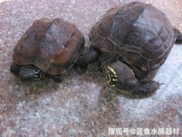 家里养的乌龟吃什么 宠物龟的饮食介绍