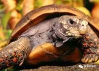 宠物龟的常见病及治疗