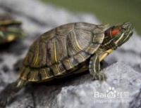 宠物龟怎么过冬