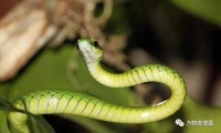 【新宠到家】宠物蛇的科学饲养