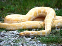 五种流行的宠物蛇