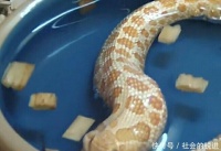 男子出门两周，忘记给宠物蛇放置食物，回家一看顿时心疼不已