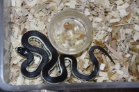 【图片】宠物蛇（一章）大多数人提及“宠物”我们的脑海里第一感觉就会想到猫猫～狗狗～鱼～鸟～等等比较常见的宠物【玩具蛇吧】