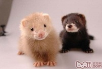 如何挑选一只可爱的宠物貂？