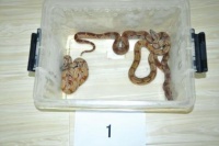 成都小伙网售南美宠物蛇 因是濒危动物被刑拘