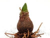 一只貂多少钱一只宠物雪貂的市场价格是多少