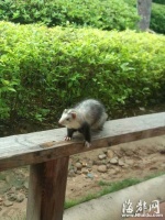 男孩带宠物貂公园遛弯引围观　一只身价要几千元