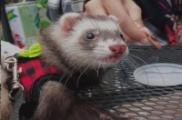 宠物貂的饲养指南，从喂食到训练的注意事项，你心动了吗