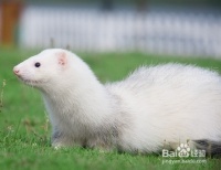 怎么挑选一只性格较好的宠物貂