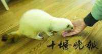 十堰女子花3千元买稀罕宠物雪貂:一天睡眠18小时