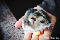 萌宠小课堂：这些“蠢萌蠢萌”的小龙猫，你最喜欢哪一种？