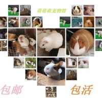 荷兰猪荷兰鼠活体兔子豚鼠粮龙猫饲料用品宠物小型宠物天竺鼠豚鼠 一对情侣荷兰猪 纯黑荷兰猪【价格 图片 品牌 报价】
