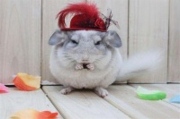 龙猫掉毛严重要怎么办？