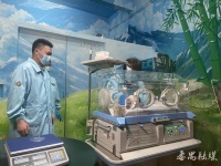 全球唯一大熊猫三胞胎老大“萌萌”升级当妈啦！新生幼仔首次亮相