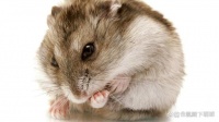 十大最温顺的宠物仓鼠排名