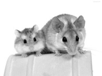 鼠年临近 宠物仓鼠受宠了 但是注意卫生