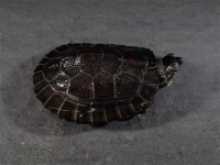 巴西龟的形态特征。