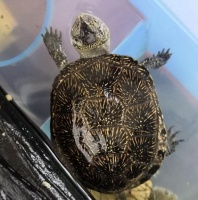 家庭饲养宠物龟，你得注意这七个点