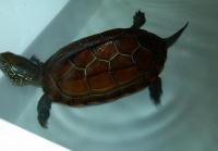 宠物龟养什么好?适合家养的宠物龟种类