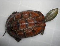 十大好养的宠物龟