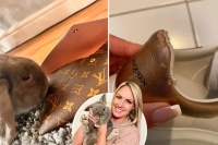 宠物兔子爱咬名牌物品 令主人又爱又恨